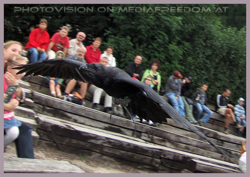 Kolkrabe im �berflug