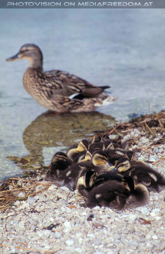 Alleinerziehende Entenmama mit Kinder