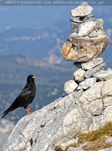 Alpendohle und Steinturm
