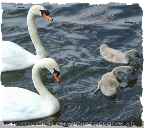 Schwanenfamilie
