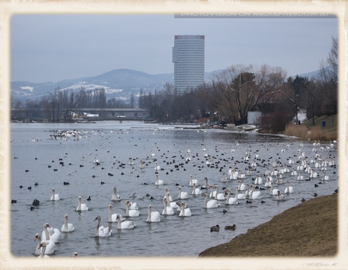 Schw�ne, Enten, M�ven...Imperium