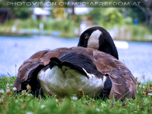 Am Wasservogelstrand 02