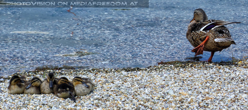 Am Wasservogelstrand 05