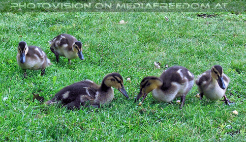 Am Wasservogelstrand 11