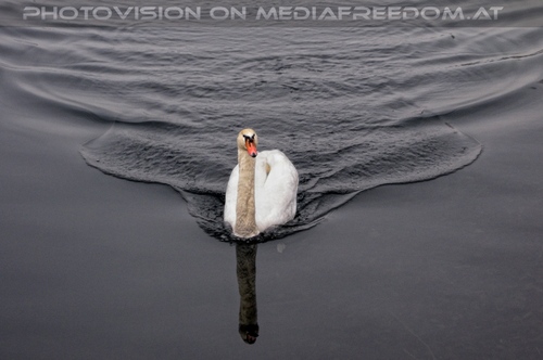 Anschwimmender Schwan