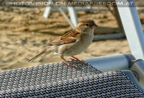 Bella spiaggia giornata 28