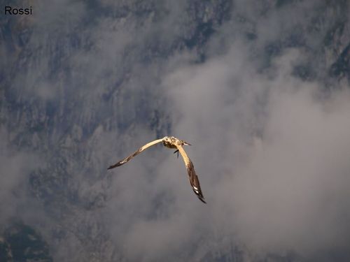 Greifvogel in Aktion