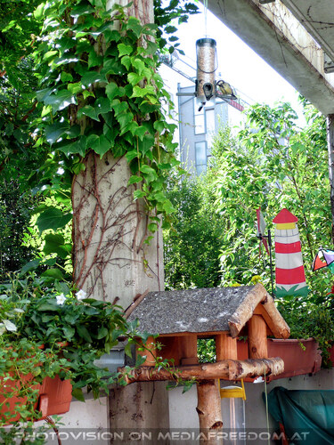 Birds of paradise 07