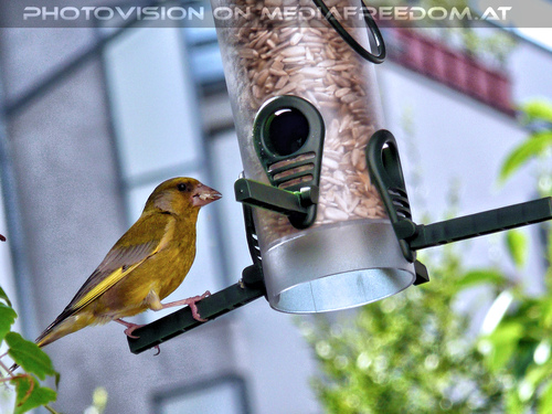 Birds of paradise 09