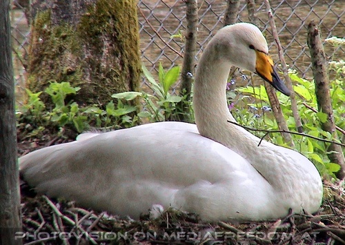 Br�tender Singschwan