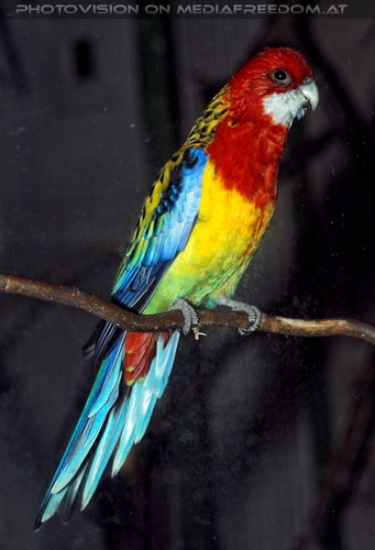 Bunter Vogel am Abend