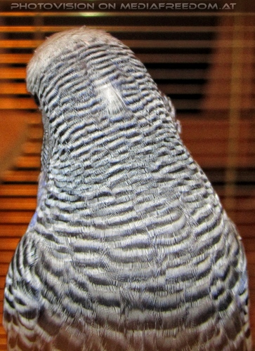 Federleichte Mauser 3