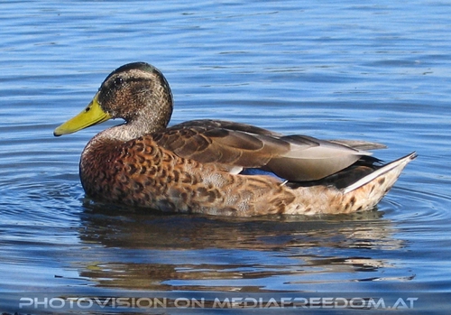 Ente auf der alten Donau