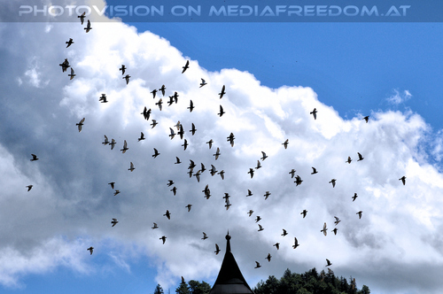 Ein Paradies f�r Tiere 28