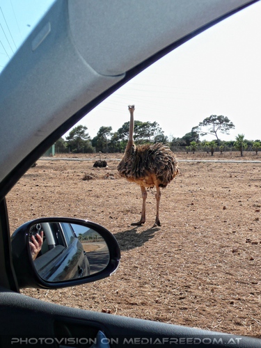 Auf Safari mit einem Strauss