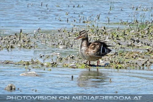 Am Meer der Wiener 10