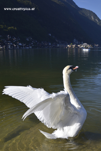 Der Schwan als Fotomodell