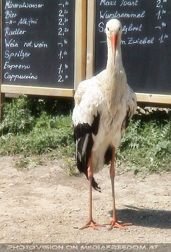 Der Storch Kellner