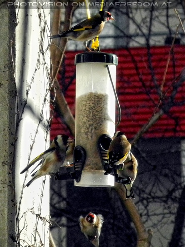 Der Vogelfutter Spender 03