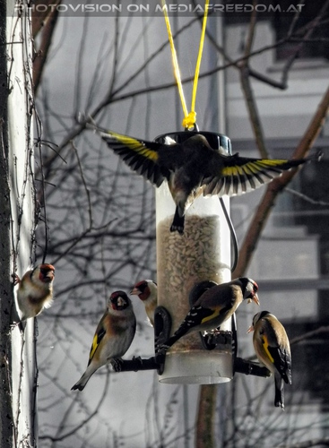 Der Vogelfutter Spender 05