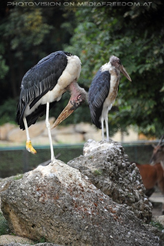 Wildlife and Nightlife - Pix 015