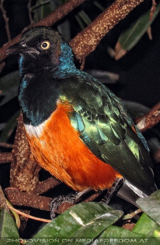 Dreifarbenglanzstar 1