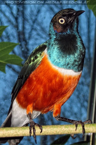 Dreifarbenglanzstar 2