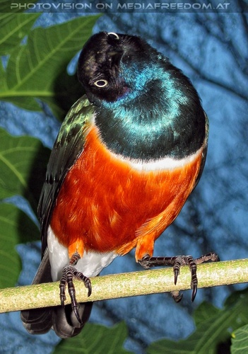 Dreifarbenglanzstar 3