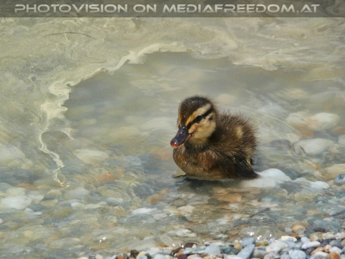 Einsames Entenk�cken