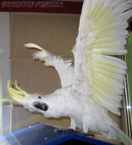 My real name is Elvis