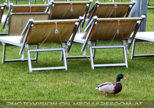 Relax Lounge 10: Ente