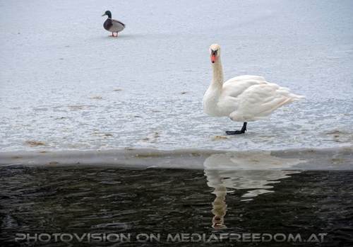 Ente und Schwan
