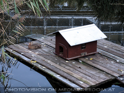 Tiersch�tzer 20: Ente