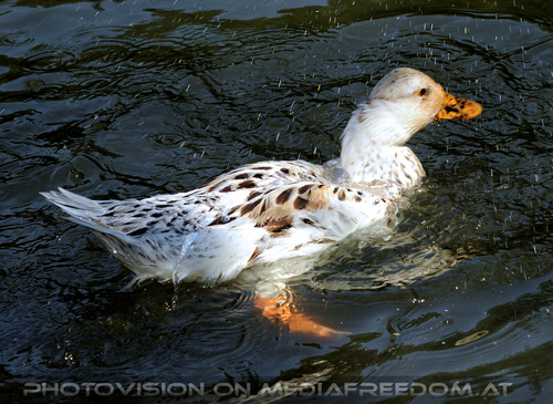 Enten 04