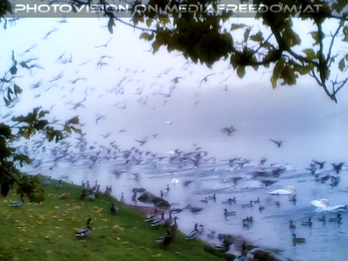 Enten, Schw�ne, M�ven....