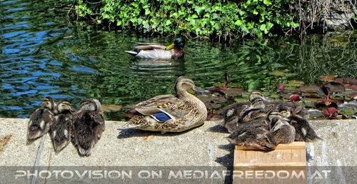 Entenfamilie beim Volksgartenbrunnen