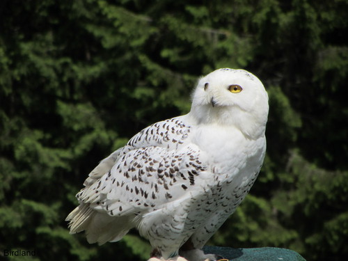 Ich will fliegen: Eule