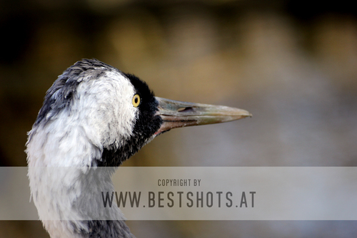 Europ�ischer Kranich