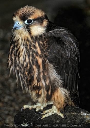 Die V�gel 01: Falke