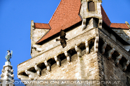 Falknereivorf�hrung 10