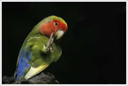 Farbenpr�chtiger Papagei