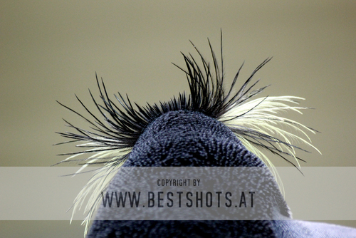 Felsenpinguin von hinten