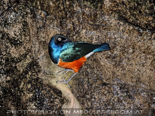 Feuerweber an der Wand