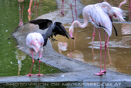 Flamingo Besuch 1