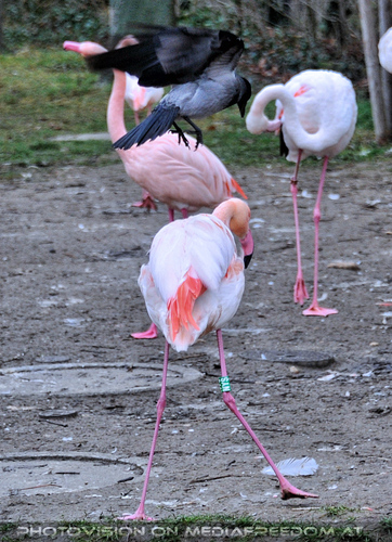 Flamingo Besuch 2