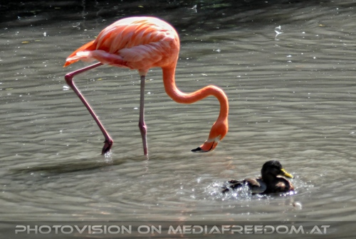 Flamingo und Ente