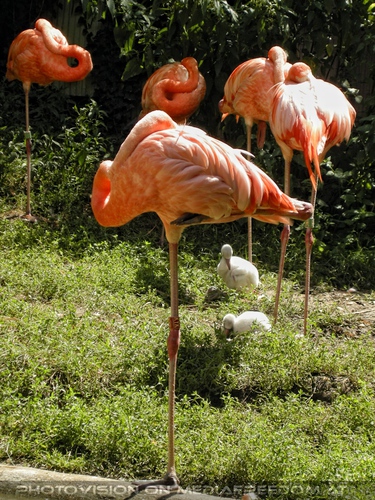 Flamingo Familie