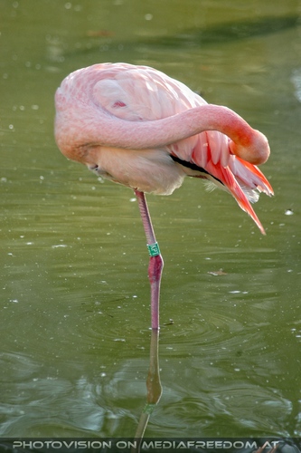 Flamingo putzt sich
