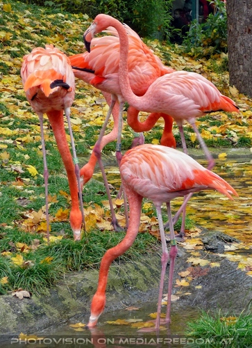 Flamingos 2