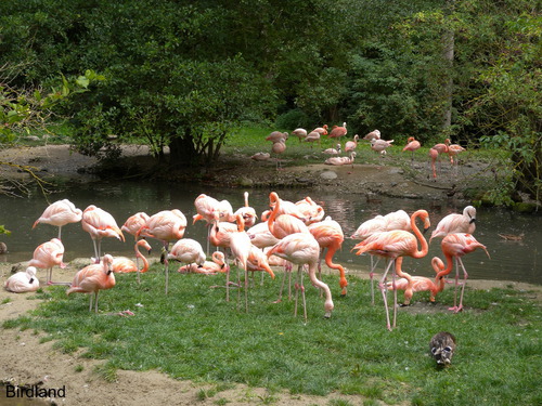 Flamingos